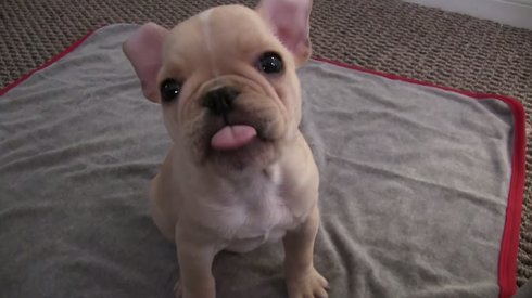 4 Günlük Eğitimle Yavru Bir Köpeğe Ne Kazandırabilirsiniz?
