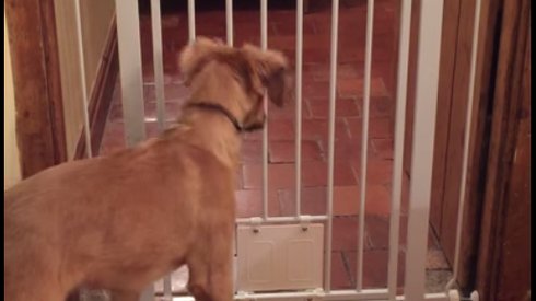 Köpeğin Kapıdan Nasıl Çıktığını Bir Türlü Çözemeyen Sahibi Gizli Kamera Koyuyor ve Şok Oluyor