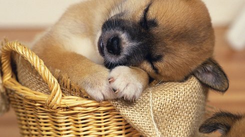 Uyuyan Köpekler Kadar Dünyada Sevimli Az Şey Olduğunu Kanıtlayan 20 Fotoğraf