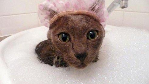 14 Süper Tatlı ve Su Aşığı Kedi