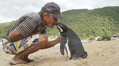 Her Yıl 8.000KM Yüzerek Hayatını Kurtaran Adamı Görmeye Gelen Penguen