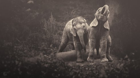 Afrikalı Ruhlar: Afrika'daki Vahşi Hayata Dair Eşsiz Bir Fotoğraf Serisi