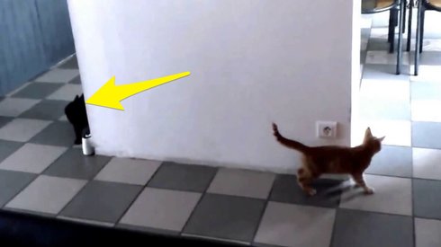 Akıllı Kedi Kendisine Pusu Kuran Arkadaşını Pişman Ediyor