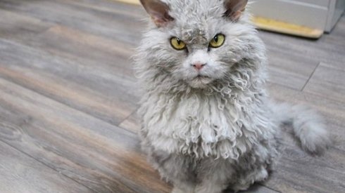 Mendebur Kedi Albert