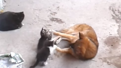 Anne Kedi, Yavrularıyla Eski Bir Dostunu Ziyaret Ediyor