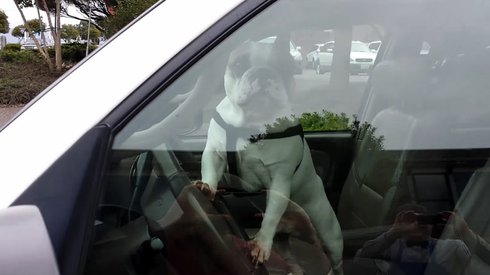 Aracın İçinde Bırakılan Köpek Sıkıldığını Herkese İlan Ediyor
