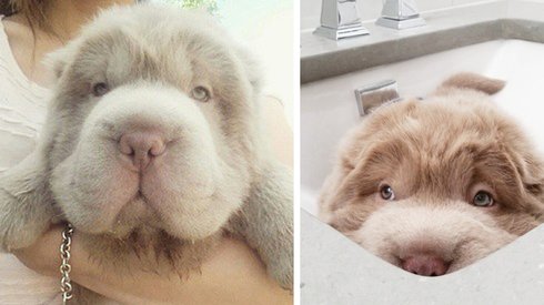 Yumuk Yumuk Halini Görüp Oyuncak Ayı Zannetmeyin, Bu Gerçek Bir Köpek!