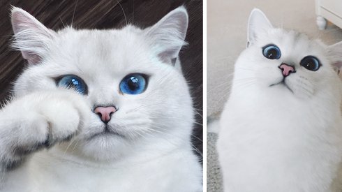 Bu Kedi Kesinlikle Dünyanın En Güzel Gözlerine Sahip