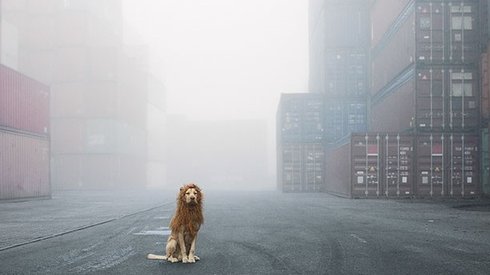 Çöpte Bulduğu Sokak Köpeğinden Bir Aslan Yarattı