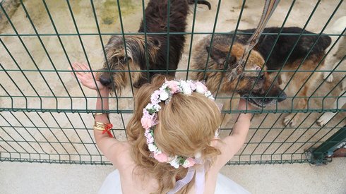 Türk Gelin ve Damat Düğün Fotoğraflarında Barınaktaki Sahipsiz Kedi ve Köpeklerle Poz Verdi
