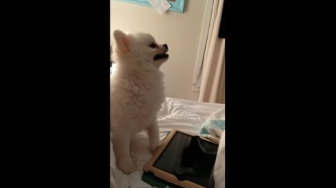 Eşi Benzeri Görülmemiş Şekilde Hapşıran Köpek İnterneti Kasıp Kavurdu  