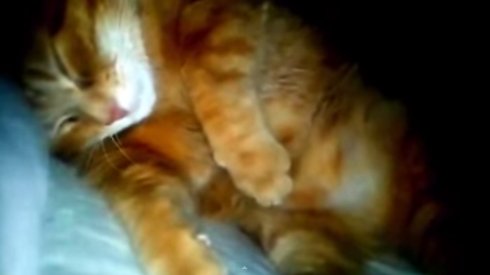 Horlayarak Sahibini Uyutmayan Kedi