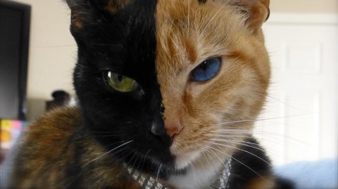 "İki yüzlü" kedi!