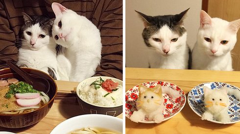 Sahiplerinin Yemek Sofralarını Eleştirel Bir Gözle Takip Eden Gurme Kediler
