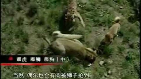 Japonların Aslan, Kaplan ve Sivas Kangalları Oynarken Çektikleri Garip Video
