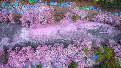 Rüya Gibi Fotoğraflar: Japonya'da Baharı Kiraz Ağaçlarının Açtığı Çiçeklerle Karşılamak 