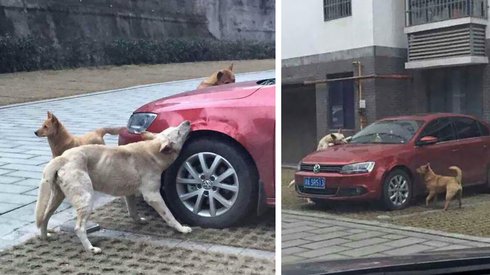 Tekmelenerek Yerinden Kovulan Fakir Ama Gururlu Köpeğin İntikamı