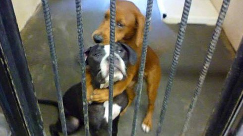 Bu 'Can Yoldaşı' İki Köpek Birbirlerine Sarılarak Son Anda 'Uyutulmaktan' Kurtuldu. Nasıl Mı?