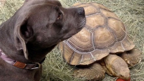 Köpekle Yakalamaç Oynayan Azimli Kaplumbağa