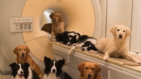 Köpekler Bizim Hakkımızda Gerçekte Ne Düşünüyor?