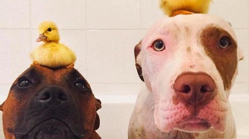 Yavru Ördeklere Babalık Yapan Köpekler