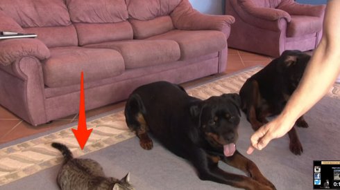 Bu Hareketi Köpeklerden Beklerdik; Kedinin Uyum Sağlaması Sürpriz Oldu
