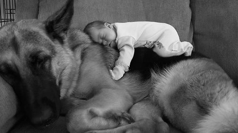 Küçücük Çocuklar ve Kocaman Köpekleri