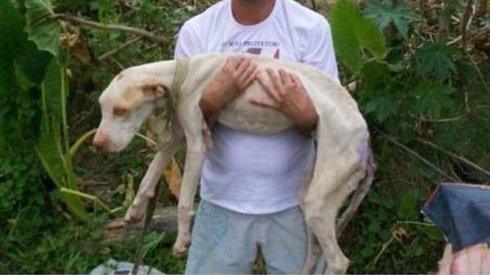 Bir Köpeğin Ölümden Kurtarılma Hikayesi