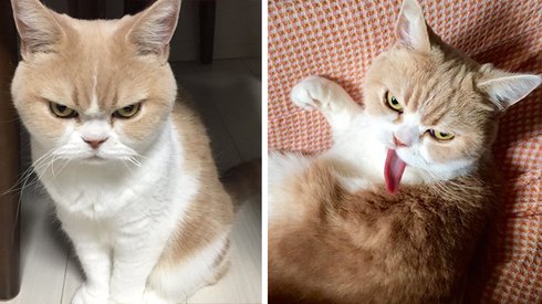 Orijinalinden Daha Grumpy Olmayı Bir Şekilde Başarabilen Grumpy Cat