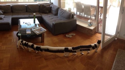 Kırkayak ve Kedi Melezi İlk Defa Fotoğraflandı