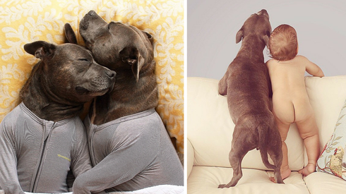 Pijamaları Çekince Sevgiyle Dolup Taşan Köpecikler