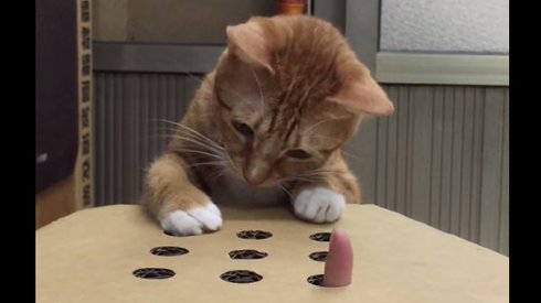 Sahibiyle Parmak Kapmaca Oynayan Kedi