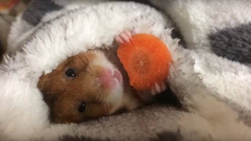 Yatağına Çekilmiş Hamster Kemirdiği Havuçla Süper Şirin Bir Mücadele Veriyor