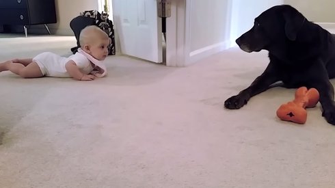 Bebek İlk Defa Emeklerken Bakın Evin Köpeği Onu Nasıl Destekliyor?