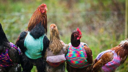 Bu Kadın Tavuklarını Kışın Sıcak Tutmak İçin Onlara Süveter Örüyor