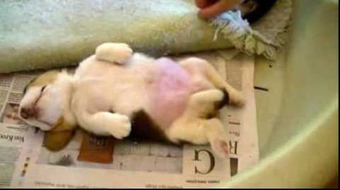 Uyurken Top Atsanız Uyanmayacak Süper Tatlı Köpek Yavrusu