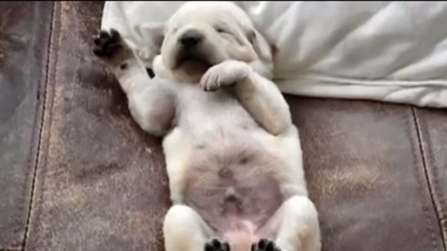 Uykusunda Rüya Gören Köpekler Derlemesi
