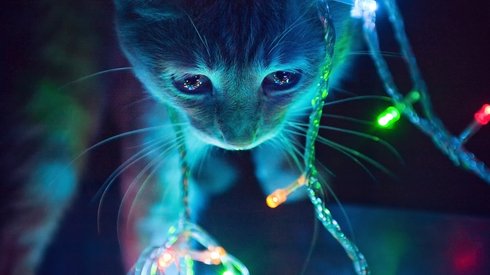 Yılbaşına Hazırlıklı Giren Birbirinden Tatlı 21 Kedi